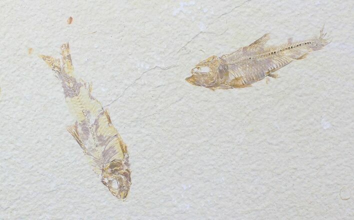 Bargain Knightia Fossil Fish Plate - x #20474